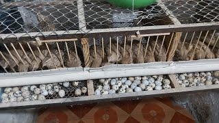 Codornas, e sistema de limpeza automático do viveiro