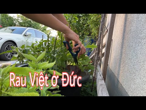 Thu hoạch rau trong vườn ăn gỏi cuốn. Rau Việt ở Đức | Cuộc sống nông thôn ở Đức