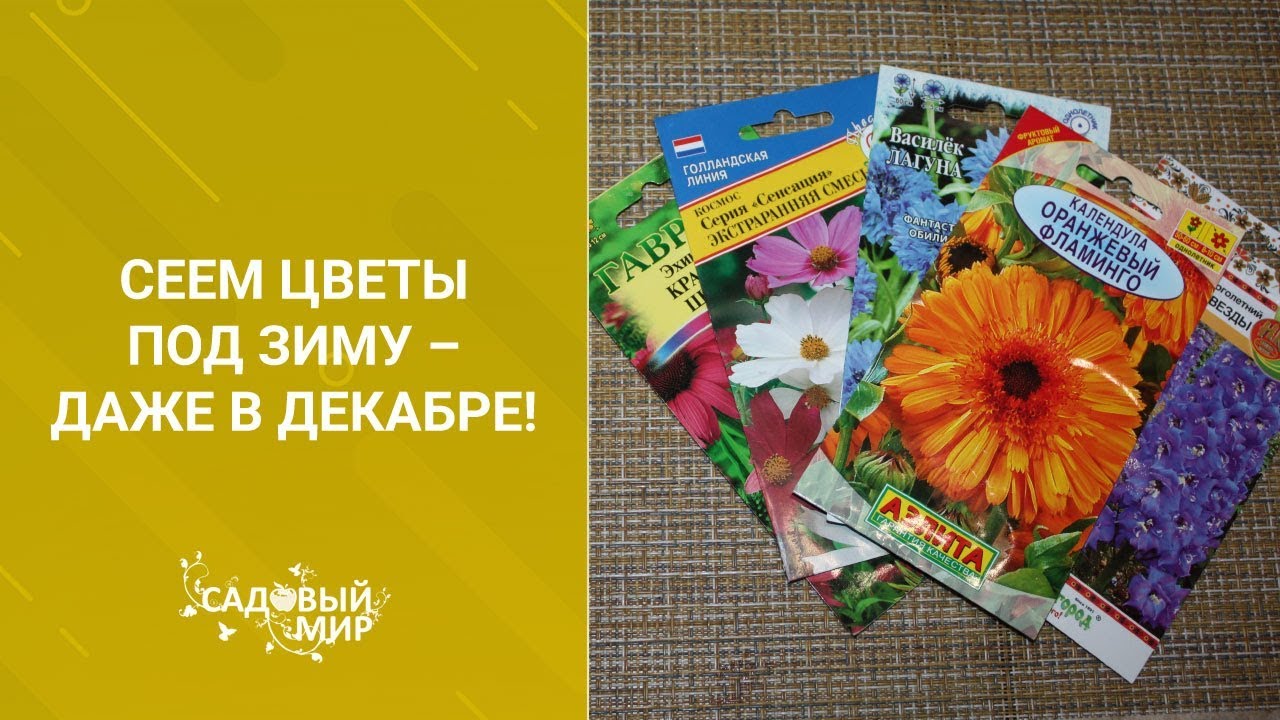 Сеем цветы под зиму даже в декабре!