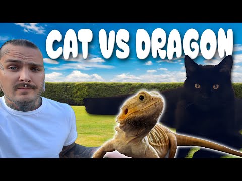 My Cat VS our Bearded Dragon