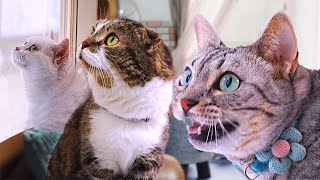 少し離れたほうが見つけやすいと分かった猫？！
