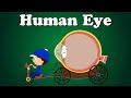 Understanding the Human Eye
