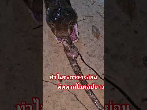 #super #nature #snake #kingcobra #งูจงอาง #งู
