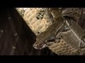 Understanding Invasive Species