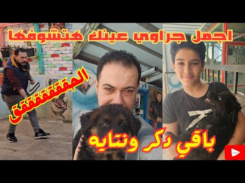 بسرررررعه اجمل جراوي عينك هتشوفها