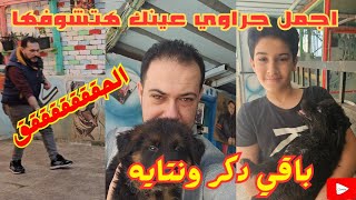 بسرررررعه اجمل جراوي عينك هتشوفها