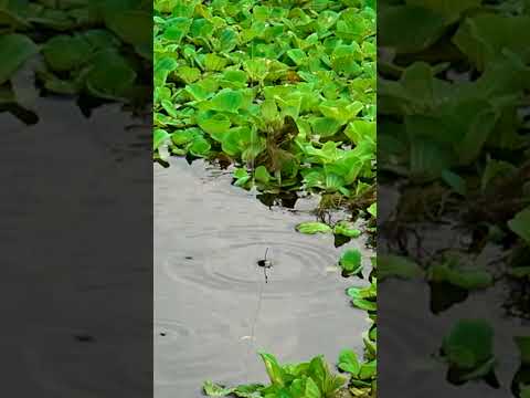 UMPAN MASIH DIATAS , DIA NYA SUDAH MANGAP-MANGAP 😆