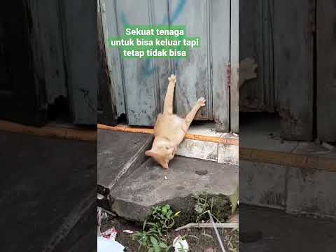 Menahan lapar & sakit, kasian lihatnya. Vidio lanjutannya ada dikolom komentar or come to mychannel