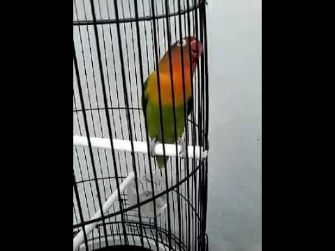 Burung love bird gacor 5 menit tanpa ada jeda