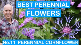 BEST PERENNIAL FLOWERS No.11 PERENNIAL CORNFLOWER; CENTAUREA; EASY TO GROW; MONTHS OF COLOUR; HARDY