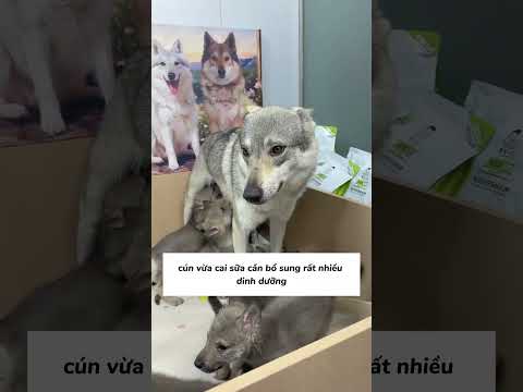 Bé con đã lớn #viral #viralvideoシ #viralvideoシ #viral