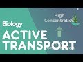 Understanding Diffusion, Osmosis, and Active Transport
