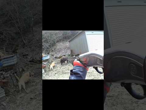 Я спас свою собаку от дикого кабана #chasse #wildboar #cinghiale #jabali #battue