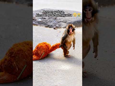 Annen yoksa, kimsen yok bu hayatta 😢Punch: The Monkey Who Made Millions Cry#Punch #Monkey #maymun