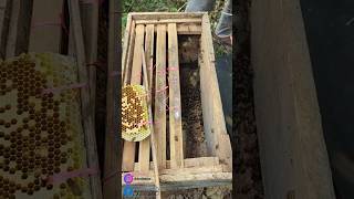 Budidaya Lebah Apis Cerana #apiscerana #lebahmadu #pasuruan #bolosewu