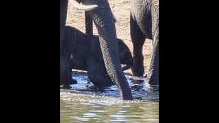 Baby Elephant Goes Crazy