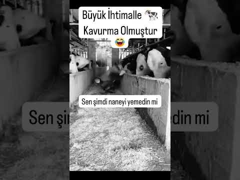 Adamı yere seren inek! #keşfetbeniöneçıkar #keşfet #viral