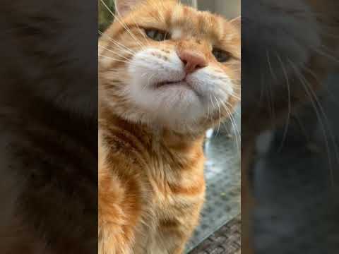 Oyen ikut cover lagu😂