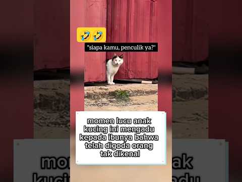 emaknya kucing peka banget🤣#kucinglucu #kucing #kitten #lucu