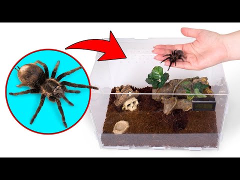 ¡GUAU! Una casa perfecta para tu mascota araña || Ideas fáciles y divertidas para dueños de mascotas