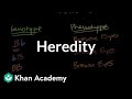 Exploring Mendelian Genetics and Heredity