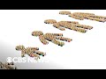 US Population Dynamics and Immigration