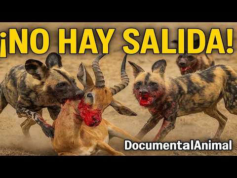🔥 ¡NO HAY SALIDA! Así Cazan los Perros Salvajes Africanos en Manada 🐾 #DocumentalAnimal