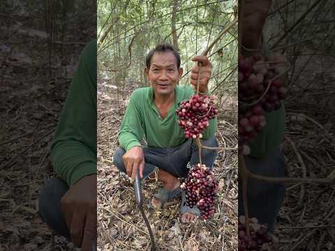 องุ่นป่า กับ พริกเกลือ มันช่วยเเก้คันปากจริงมั้ย? #ช่องโอเล่ #ลุงมีของดี