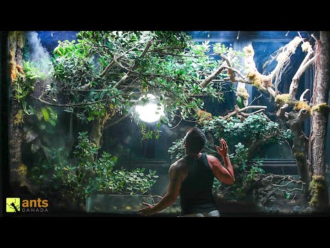 I Discovered So Many Animals Secretly Living in My Giant Rainforest Vivarium