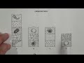 Relative Dating and Index Fossils Exploration