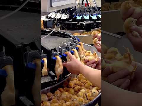baby chick Getting Vaccinated, Mechanical Work at Its Best Efficiency
