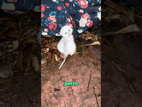 The man gave all his love to the adopted stray cats.#cat #catlovers #shorts