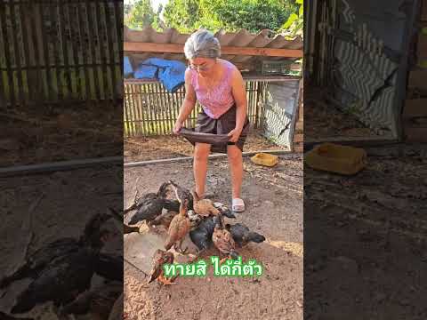 ได้กี่ตัวน้อยาย. How many chickens do you think you'll get? #ขำขำ #funny #ตลก #comedy