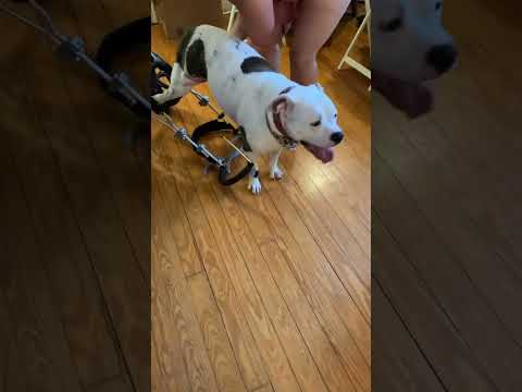 Just a wild animal and her wheelchair 🤣 #adoptdontshop #americanbully #animals #bulldog