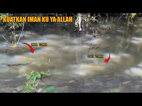 MOMENT LANGKA BISA BERTEMU SEGEROMBOLAN IKAN TOMAN