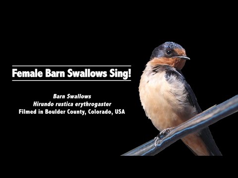 Scientific Background: Female barn swallows sing