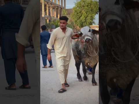 Allah ke Makhlooq🥰👀 #shortvideo #alexsafi