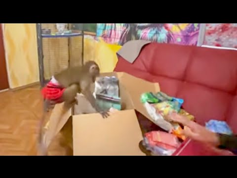 Степашка и Маняшка так замечательно распаковывали подарок