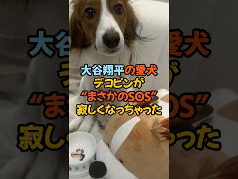 【感動】大谷翔平の愛犬・デコピンが“まさかのSOS”を出していた――。#大谷翔平 #真美子夫人 #デコピン #感動エピソード #夫婦愛 #家族の絆