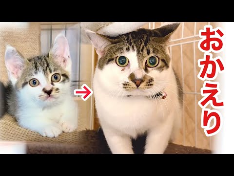 信用した里親が飼育崩壊…８ヶ月後に取り戻した子猫