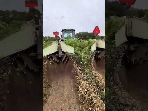 Đây là cách hàng tấn đậu phộng được thu hoạch mỗi ngày