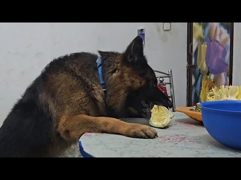 ഇവിടെയും ഉണ്ട് ഒരു ചക്ക കൊമ്പൻ😎|Laika|Leo|Chottuz|Dileepkumar