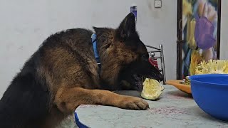 ഇവിടെയും ഉണ്ട് ഒരു ചക്ക കൊമ്പൻ😎|Laika|Leo|Chottuz|Dileepkumar