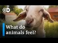 Ethics and Treatment of Animals