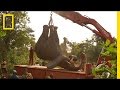 Elephant Capture and Transport Challenges