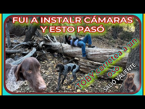 AVENTURA NÚMERO 486 FUI A INSTALAR CÁMARAS DE NUEVO Y TOVY SE VA A CORRETEAR A UN OSO
