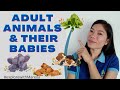 Baby Animal Names and Their Meanings