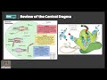 Gene Regulation and Mutations