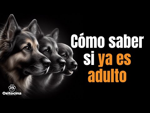 ¿Cuándo es un perro completamente adulto? Descubre cuándo lo sabrás