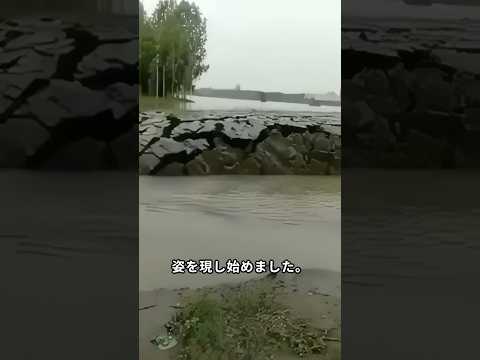 川の真ん中に現れた謎の土の丘